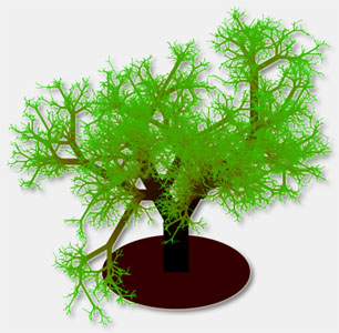 bonsai